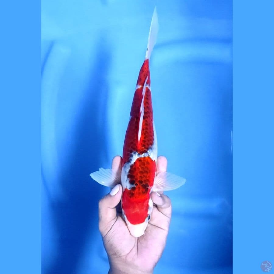 31CM # GOSHIKI - M