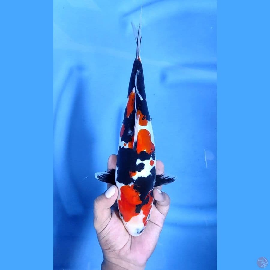 31CM # HQ DOITSU MURNI SHOWA - F