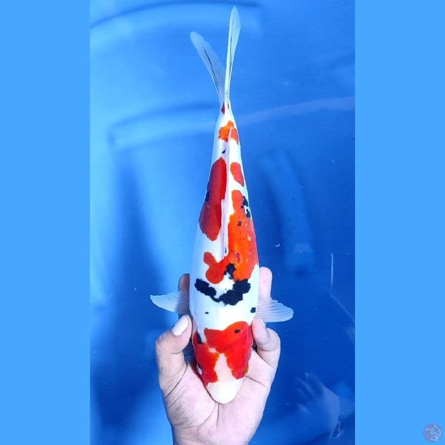 32CM # DOITSU MURNI SANKE - F