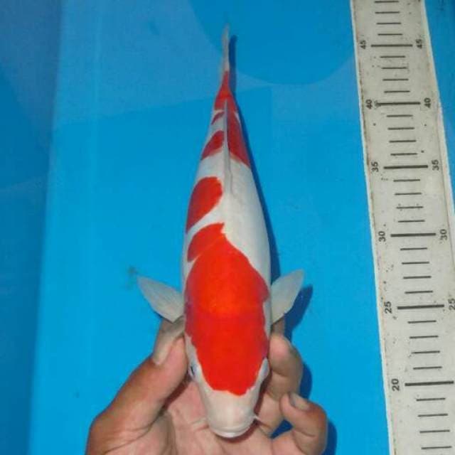KOHAKU RAPI