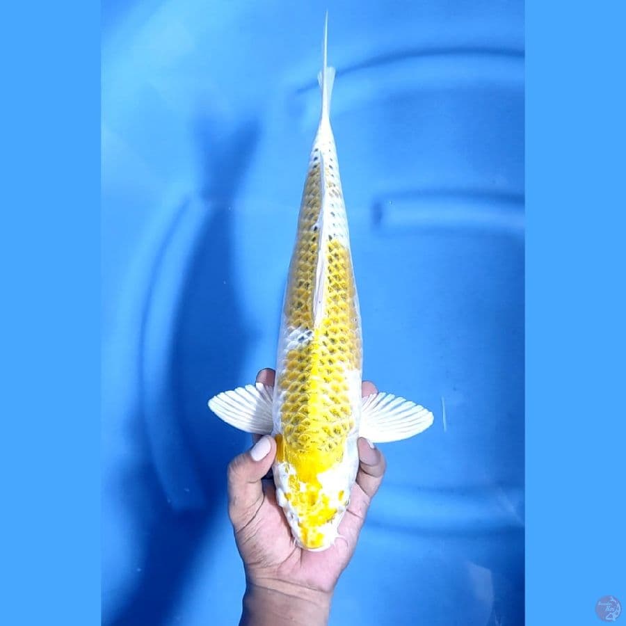 40CM # RARE KI KUJAKU - F