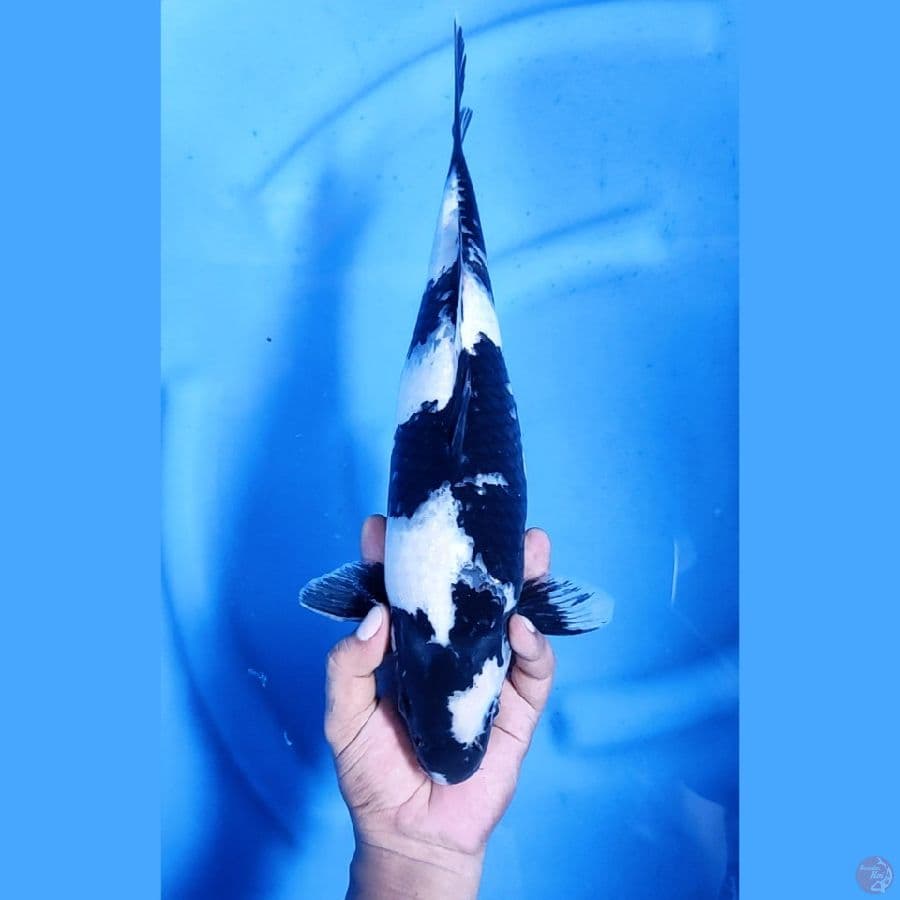 38CM # SHIRO QUALITY - F