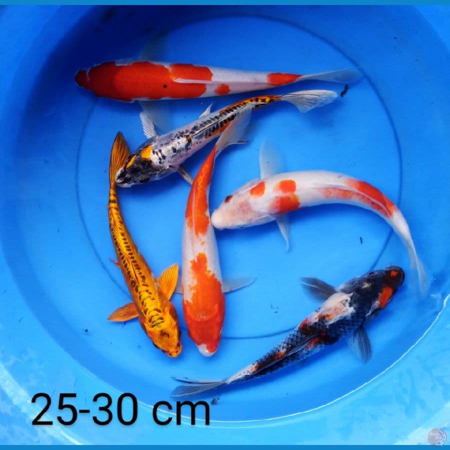 paket mix 25-30 cm