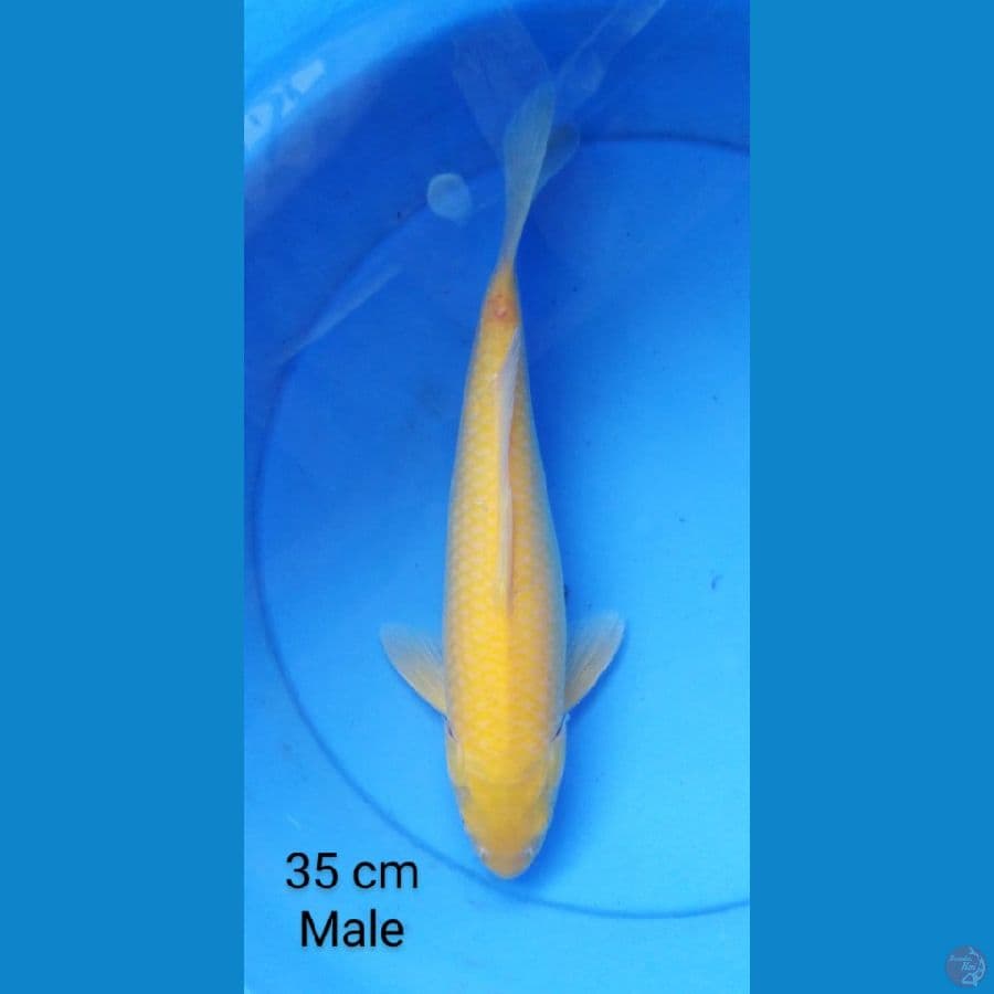 karashi mt mrh 35 cm "male"