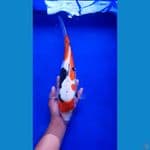 Showa Doitsu 37cm