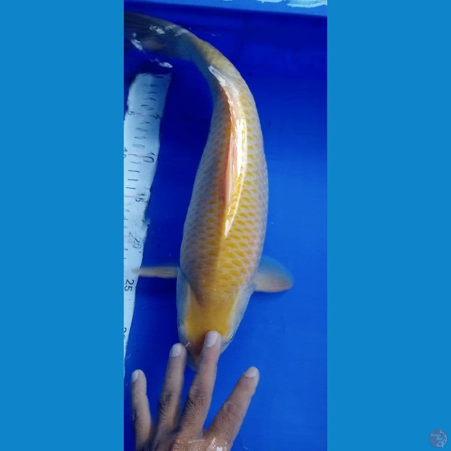 karasi jagung