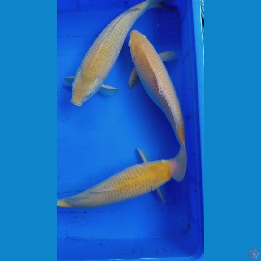 Bahan mbulki karasi jagung manis