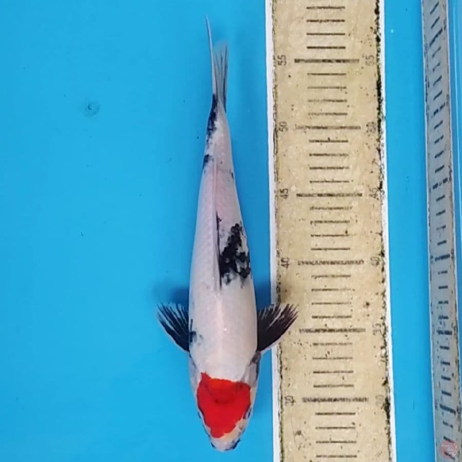 Tancho Showa ~30 M