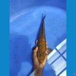 caramel 30 cm  