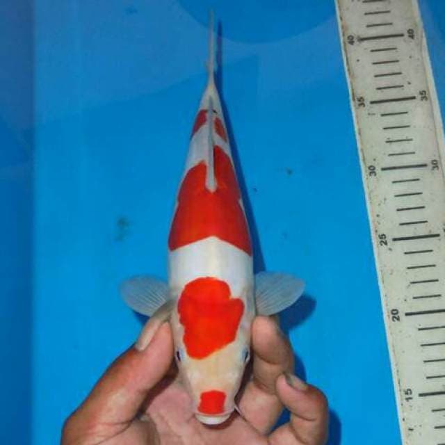 KOHAKU SIMETRIS