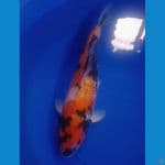 F 44cm Hi Showa