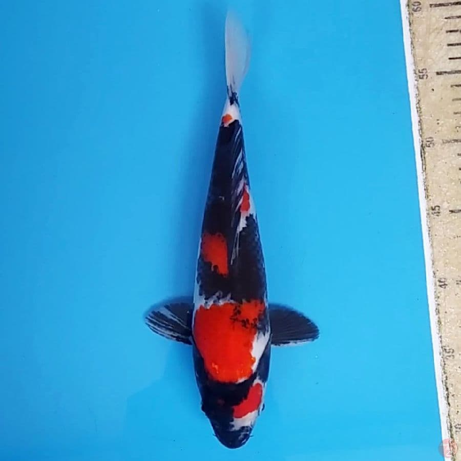 Jantan Strong Color ~30 M