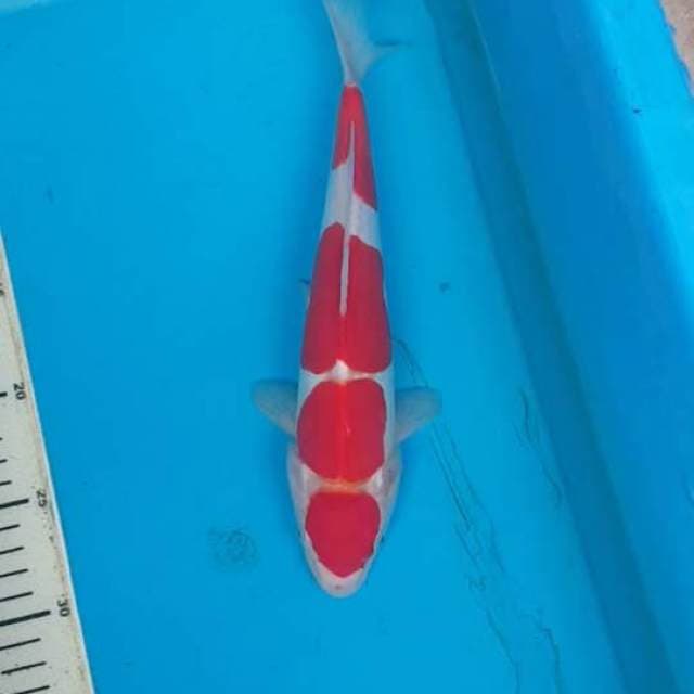 Maruten Kohaku Doitsu Murni
