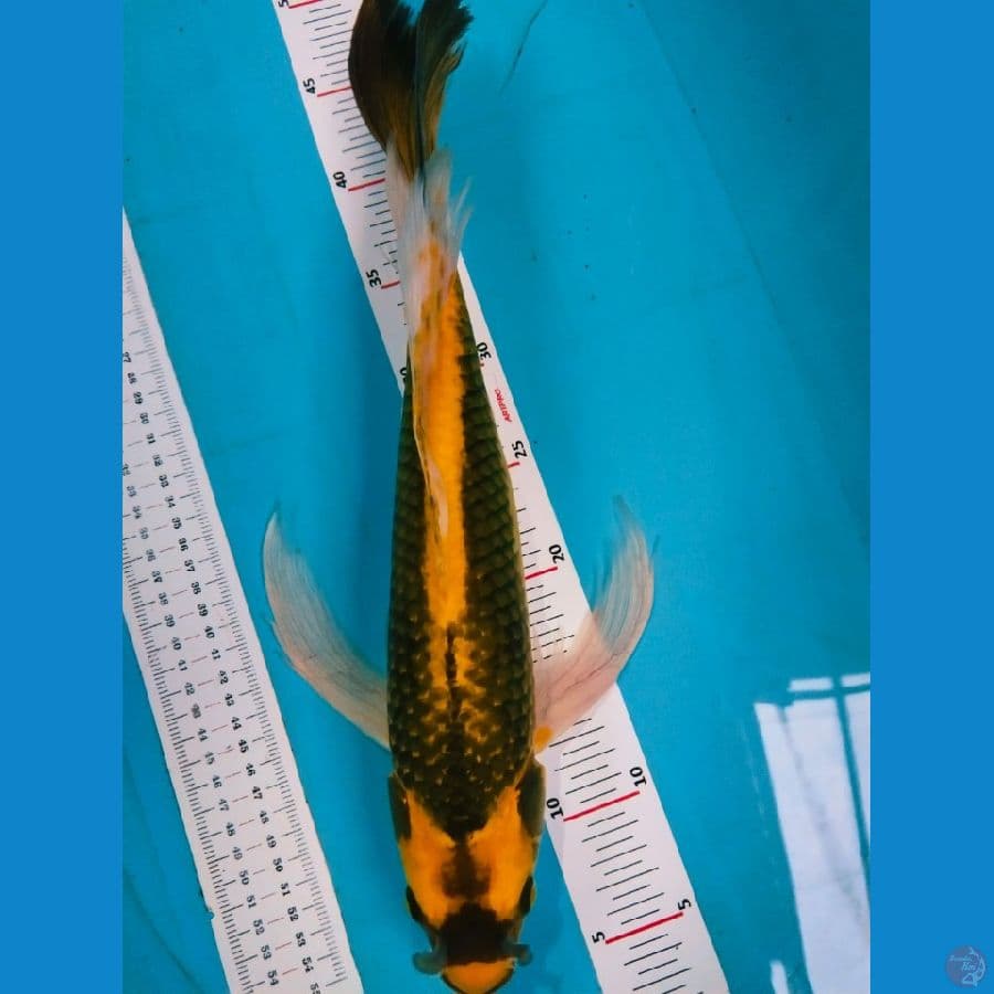 kind kabuto sleyer jantan 46cm