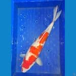Kohaku 