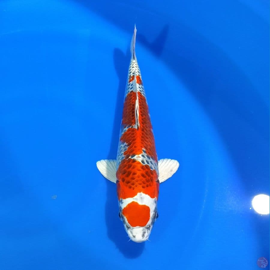 KUJAKU ORYGINAL 32CM UNCHEK 