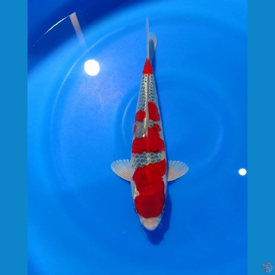 Ghosiki HQ 35 cm male