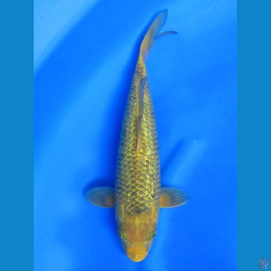 38cm - Super Unique Evo