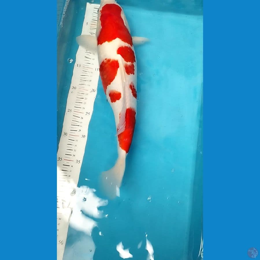 kohaku bulkie 40cm up