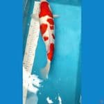 kohaku bulkie 40cm up