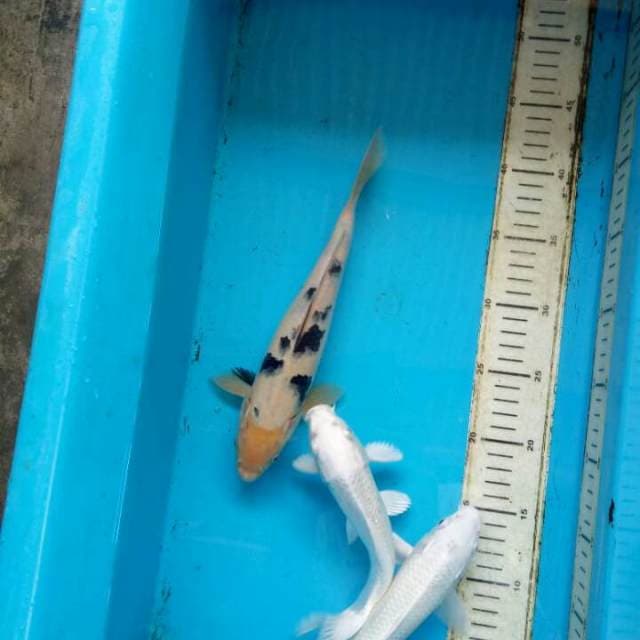 Mix 22 24 cm