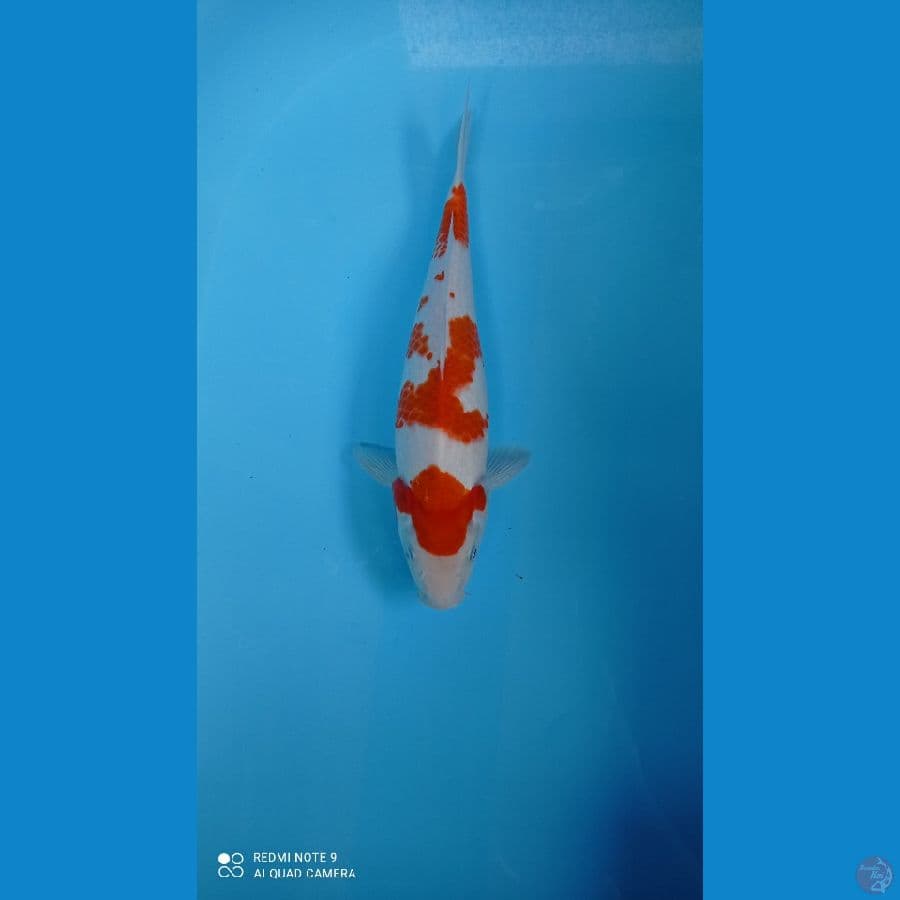 KOHAKU 28 CM JANTAN