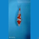 KOHAKU 28 CM JANTAN