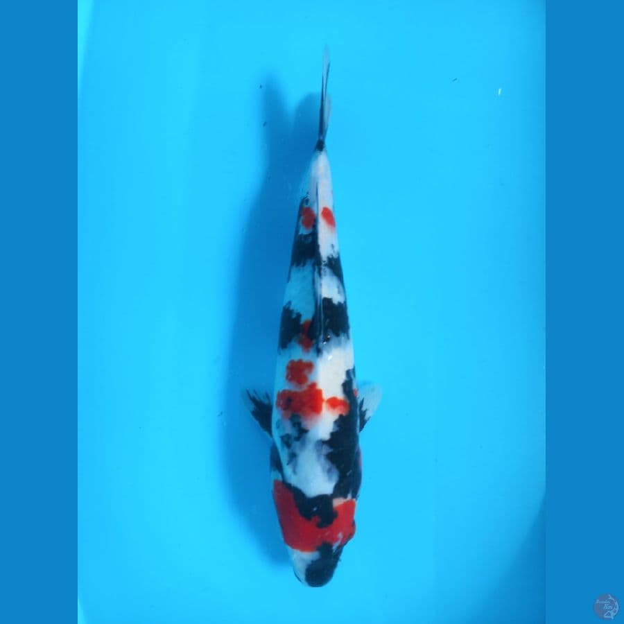 Maruten showa 32cm female 