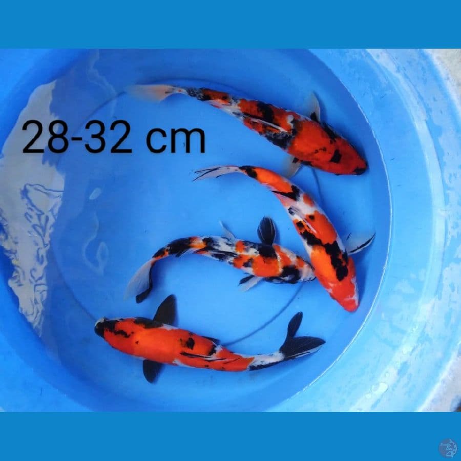 lel mix 28-32 cm