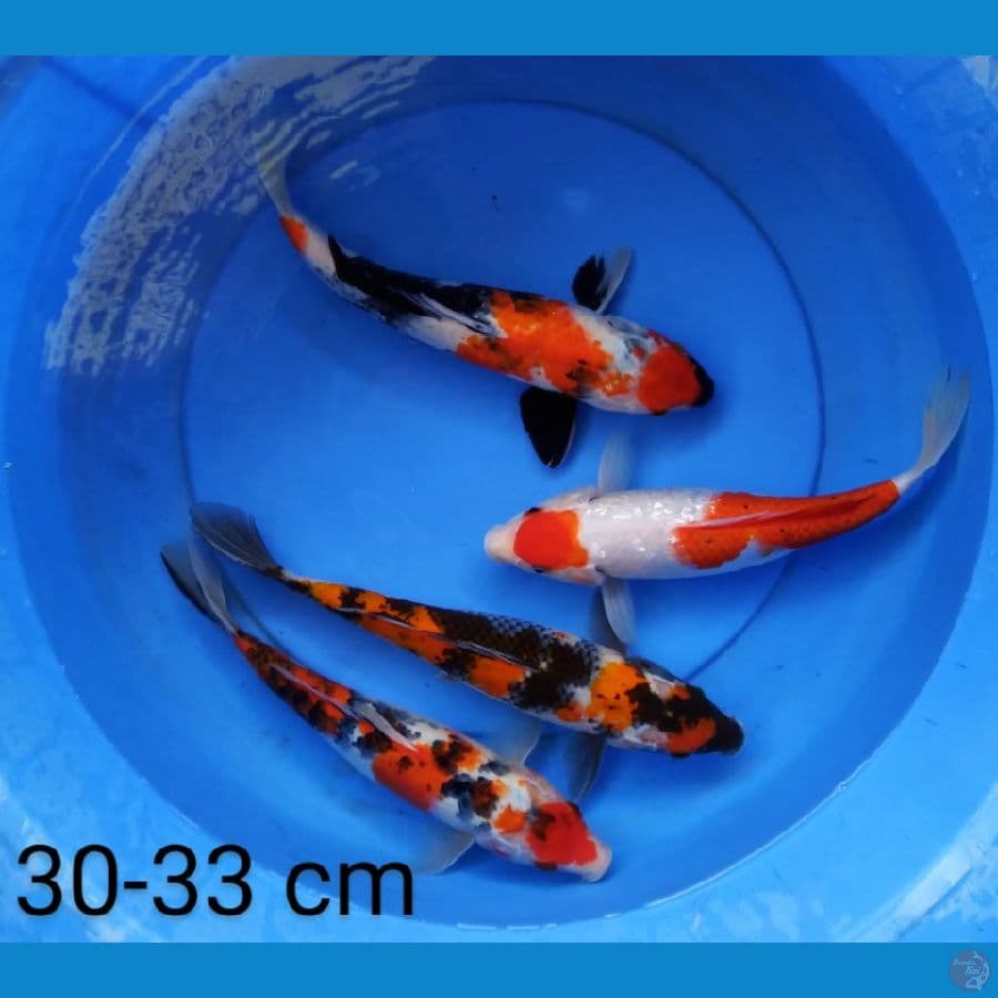 mix koi 30-33 cm