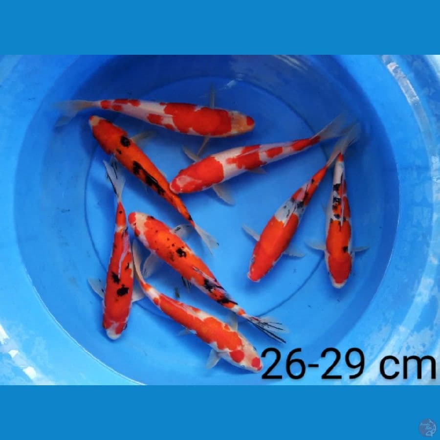 paket 8 ekor 26-29 cm