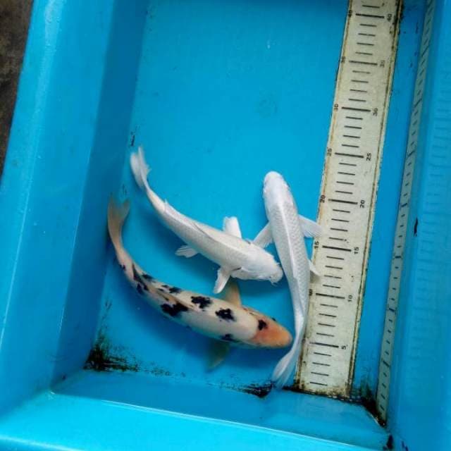 Mix koi 23 25cm