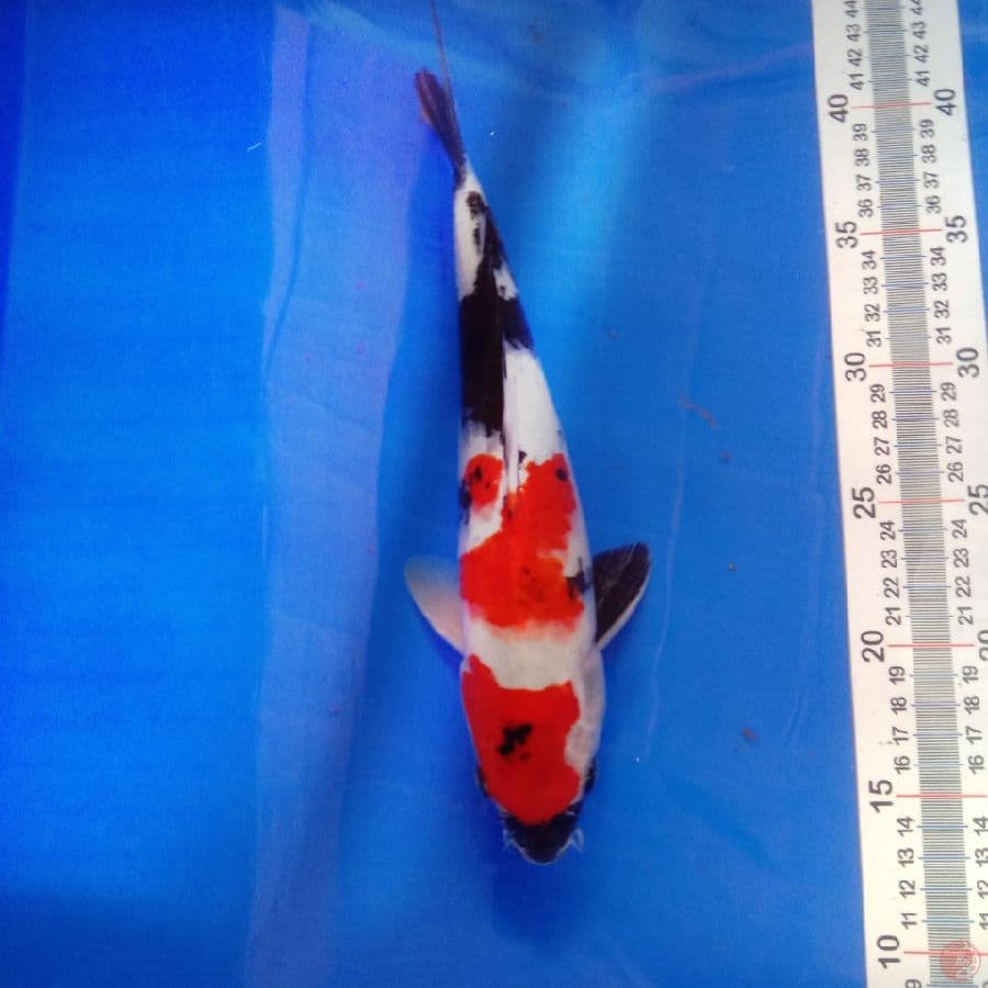 showa 29 cm