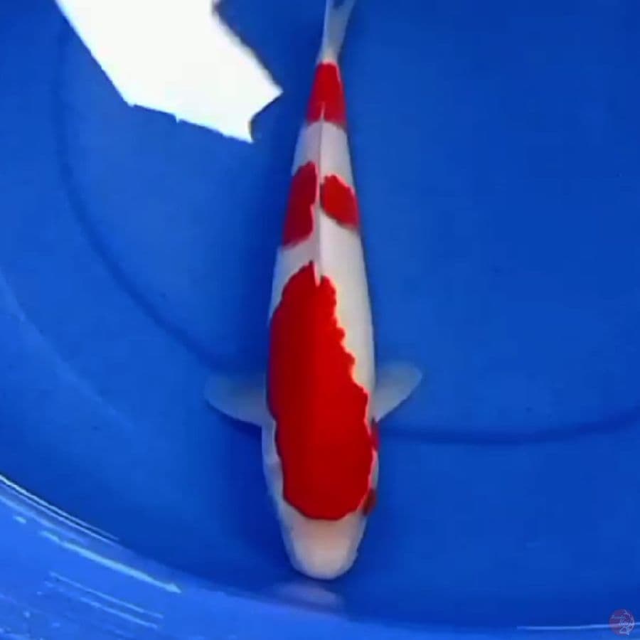 32cm SQ KOHAKU 3STEP