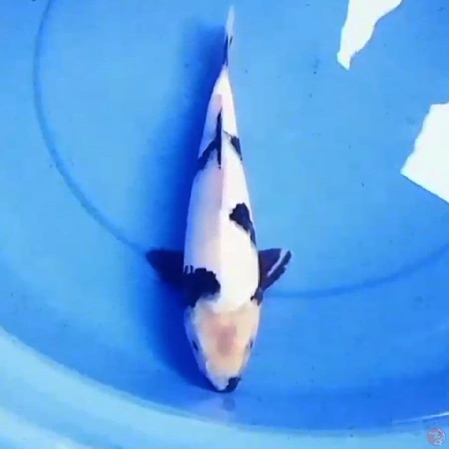 31cm DALMATION SHIRO