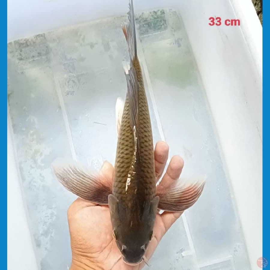 Midori Kumpay 33 cm