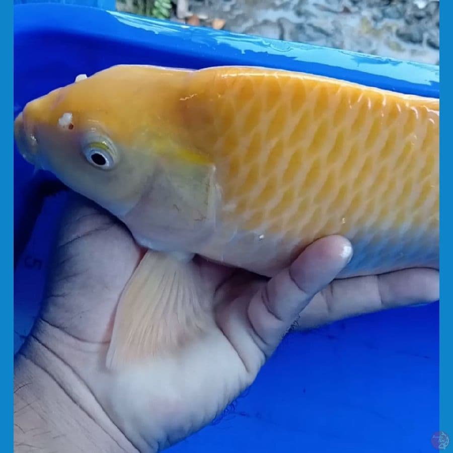 jagung manis super mbulki