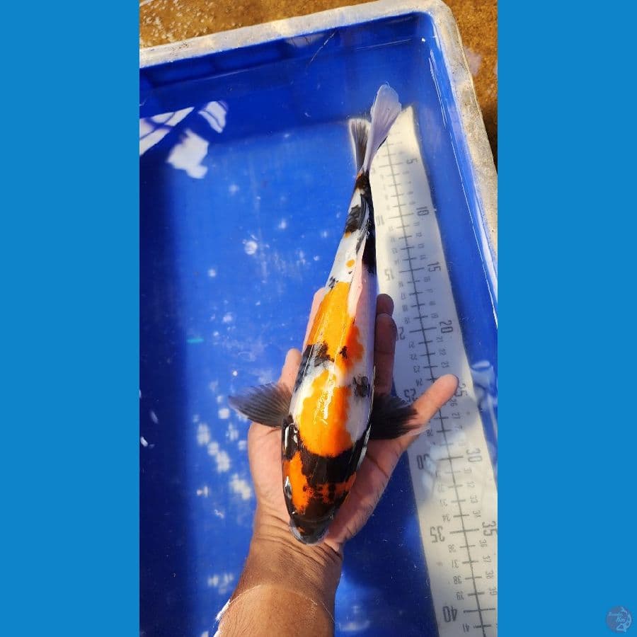 30 cm Showa