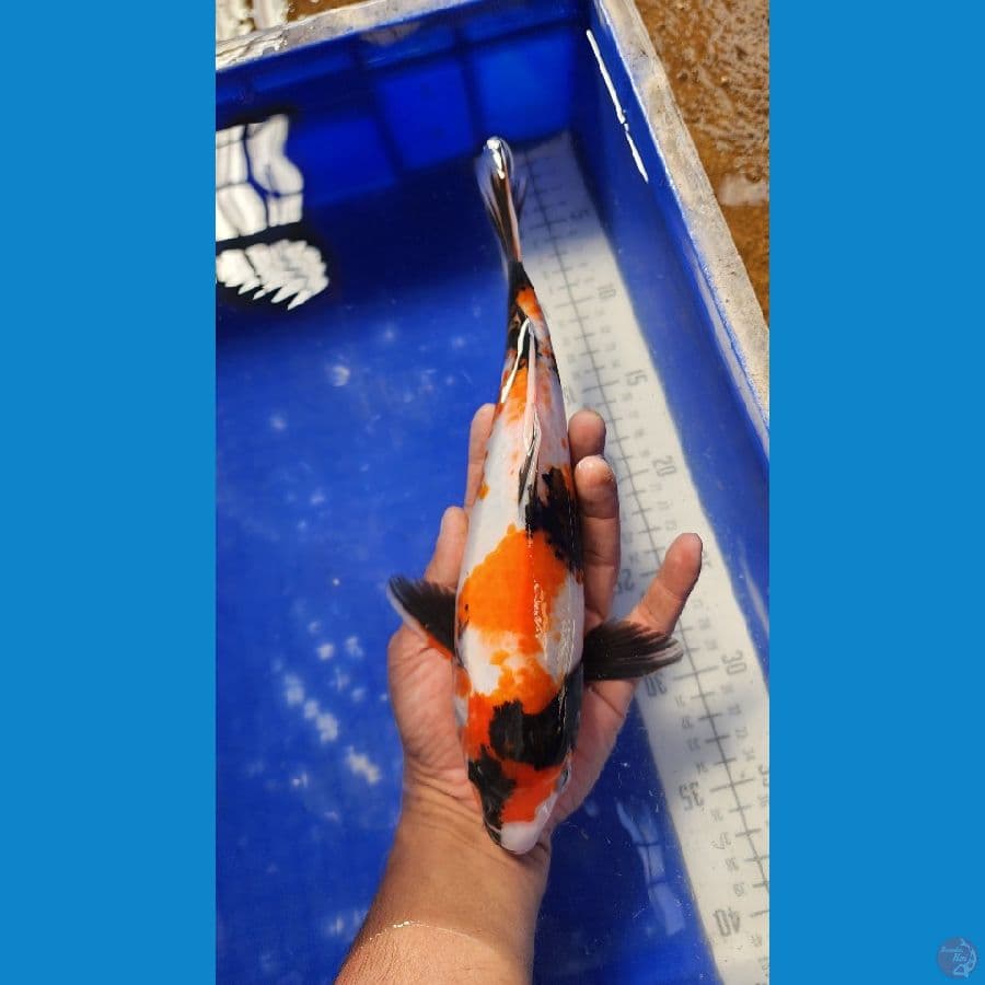 30cm showa