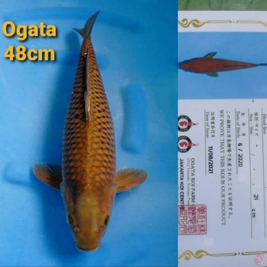 OGATA CHAGOI 48CM SERTI
