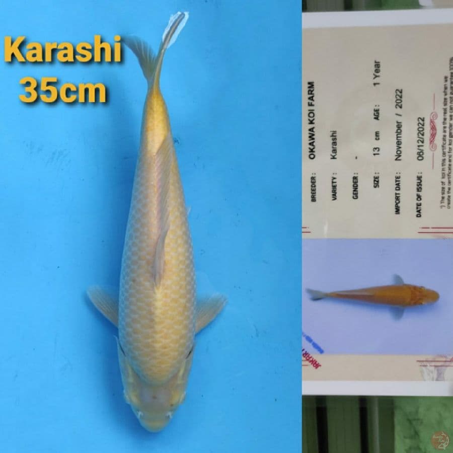 OKAWA KARASHI 35CM SERTI