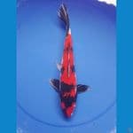 showa 36 cm/male