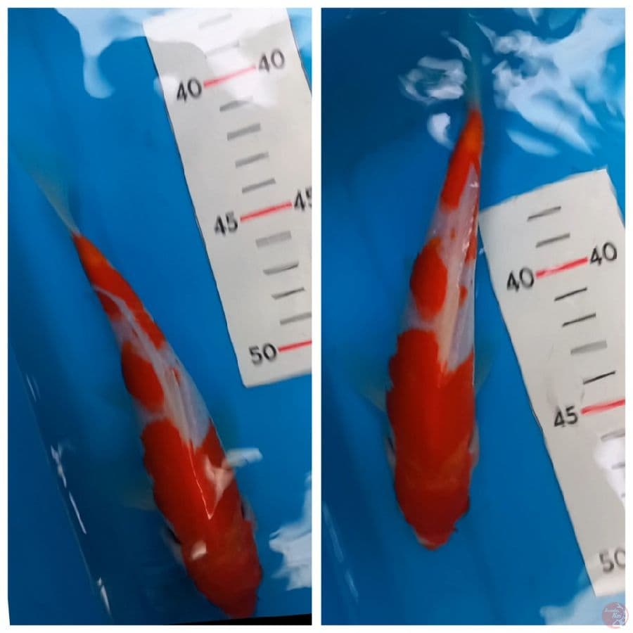 kohaku lokal