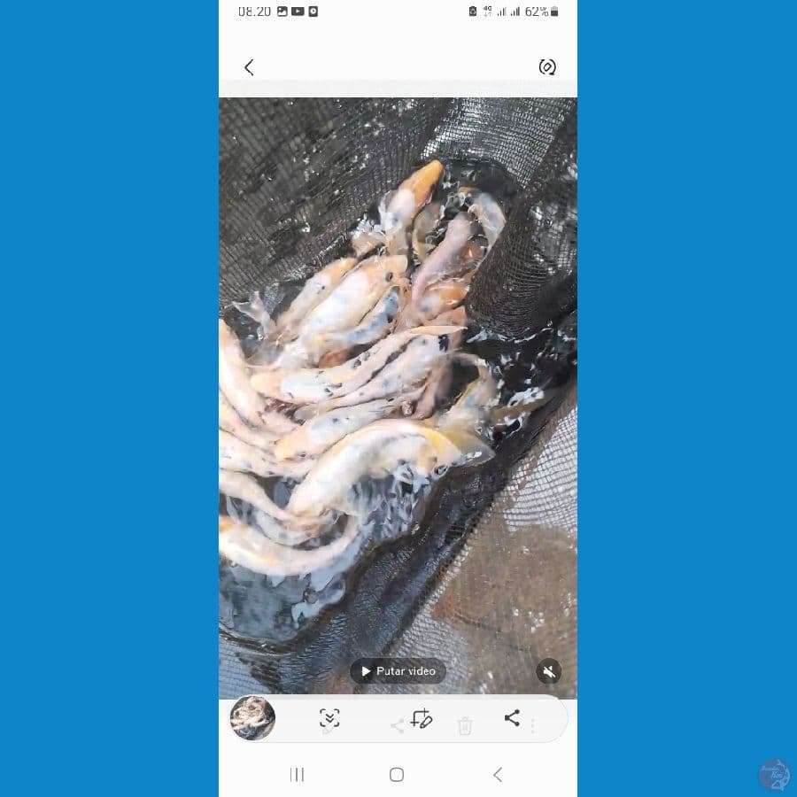 Blondòsan Shiro Bekko 23 ekor