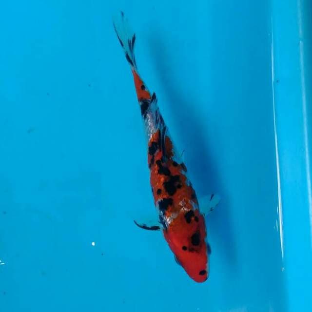 DEEP BLACKRED 3