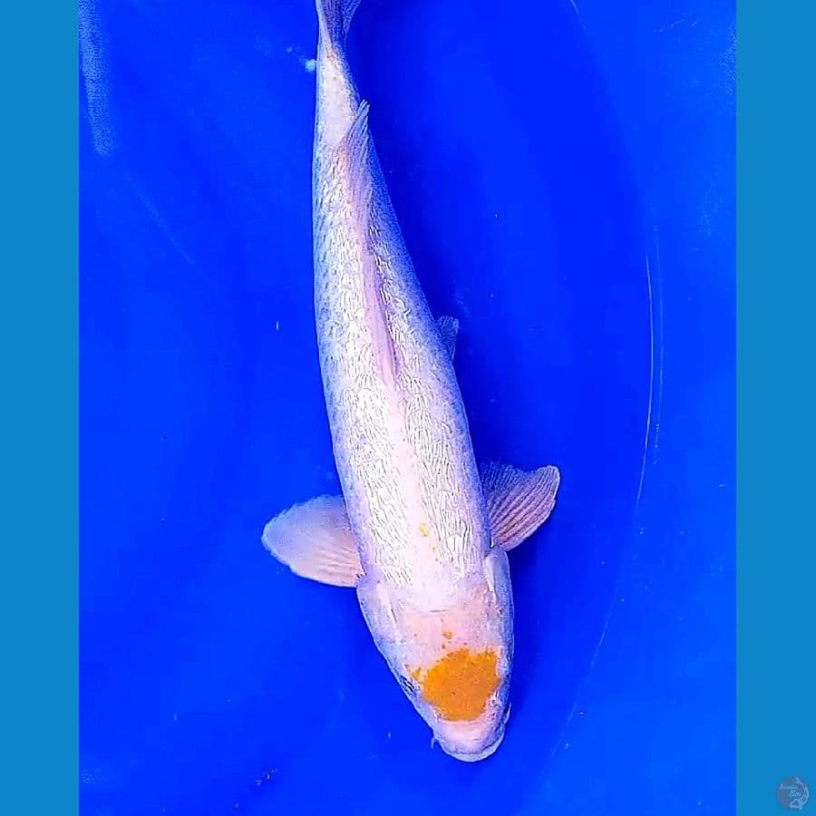 38 cm tanco koyo ginrin male