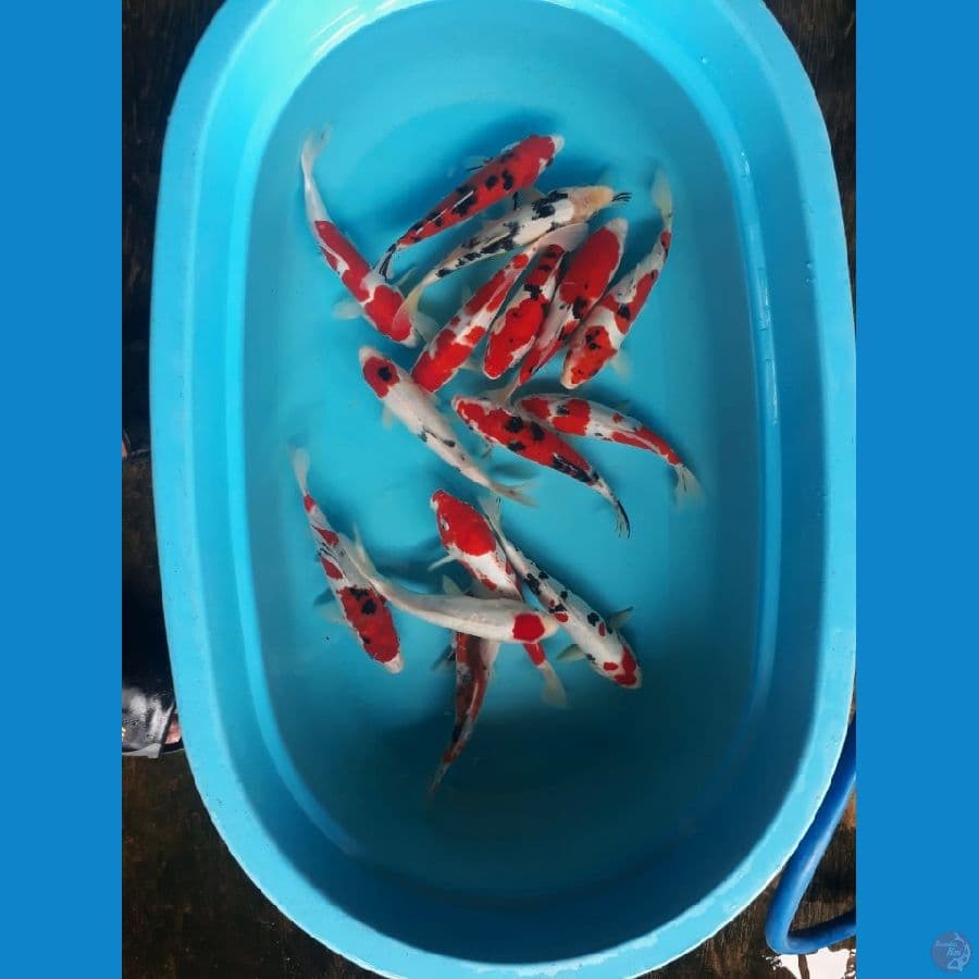 Mix Strong Ori 23-25cm 15ekor