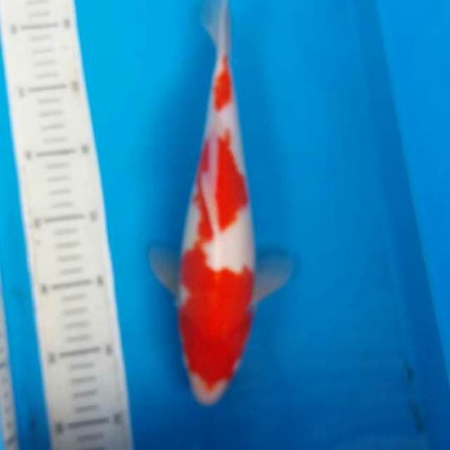 Kohaku