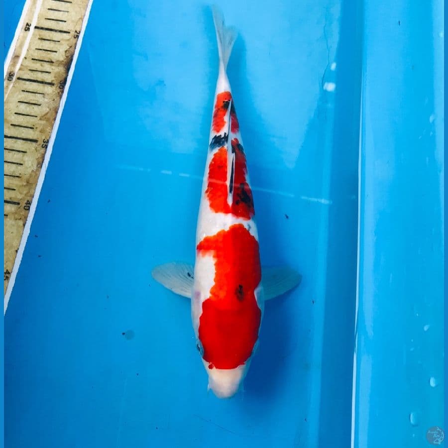 sanke male 29cm