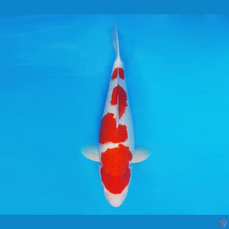 BANZAI 1 ~ Kohaku 39 cm/male ™